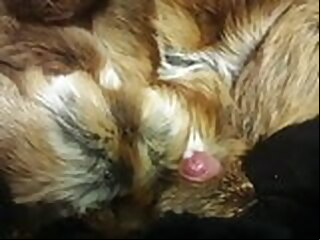 fur acquiesce in (cum) on (in) hibernate coat 2 cum